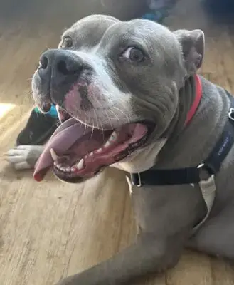 Taz