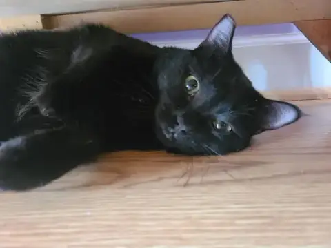 Binky