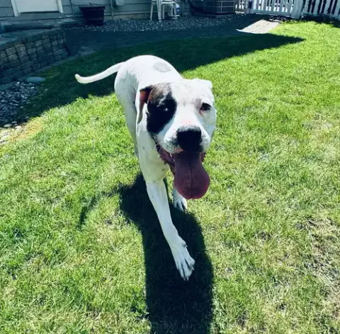 Tyson photo 2