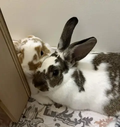 Walnut photo 4