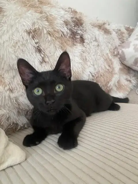 Koko photo 2