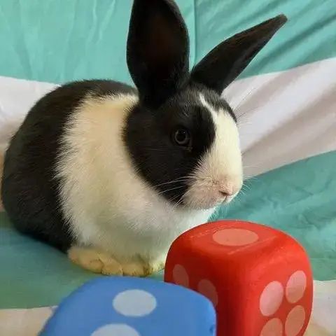 Yahtzee photo 2