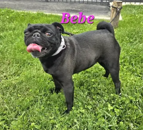 Bebe