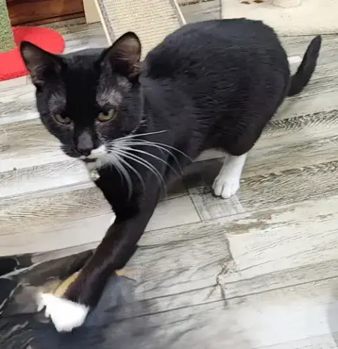 Carlton