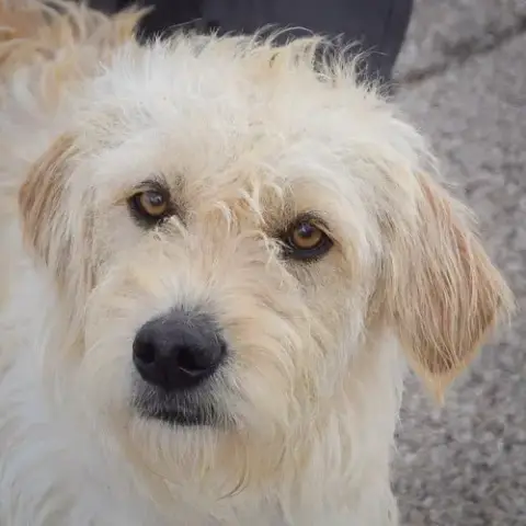 Poppy