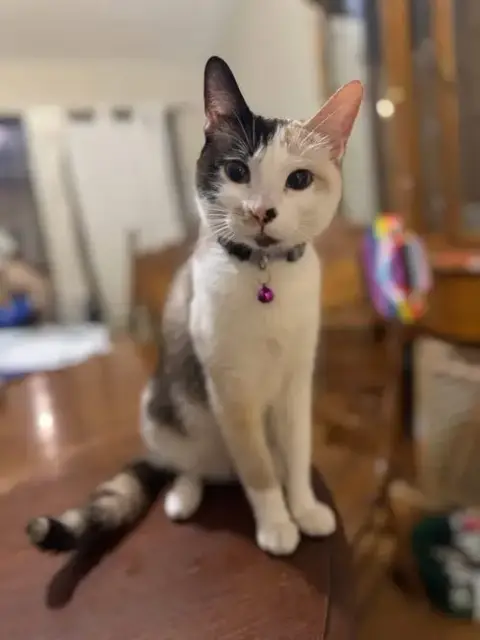 Dani
