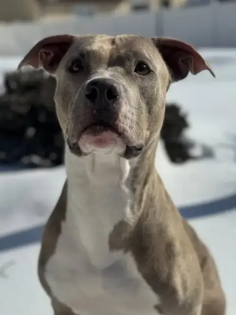 Josie photo 5