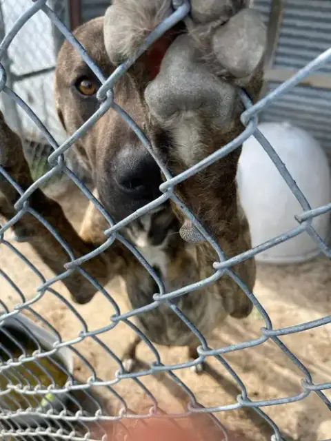 Hoss photo 3
