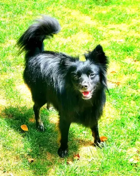 Pogo photo 5