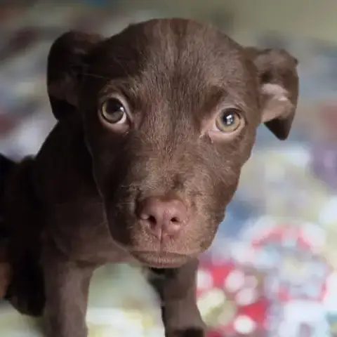 Brownie Cp