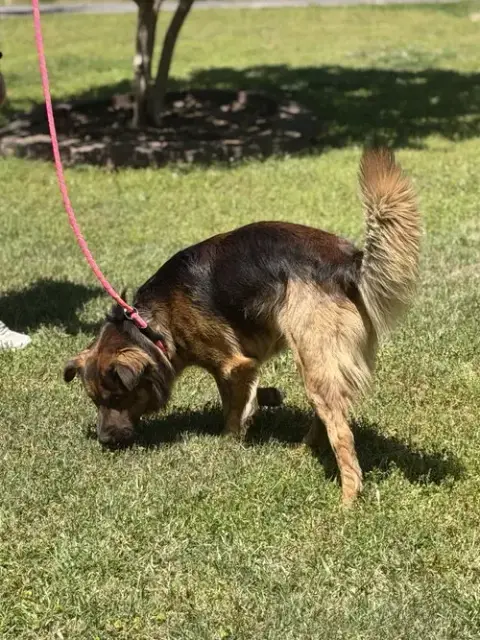 Milo photo 4