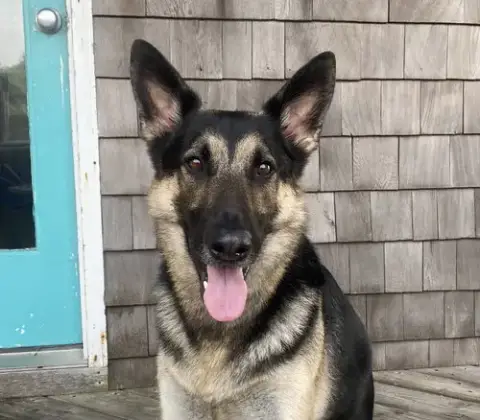 Apollo