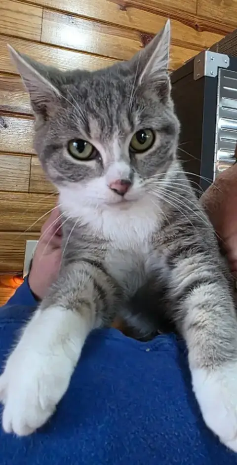 Helen