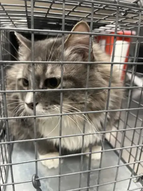 Mimi