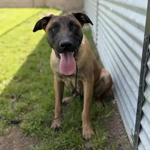 *Heidi