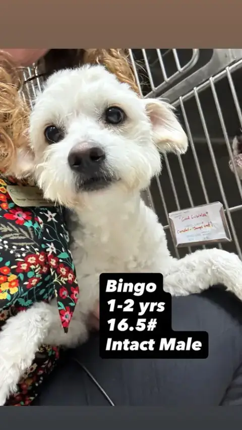 Bingo