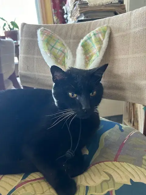 Panther