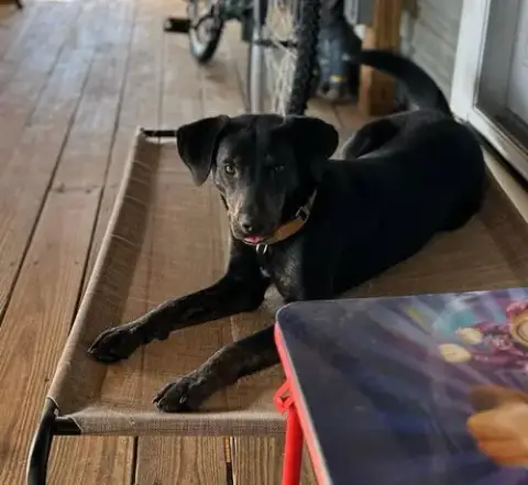 Riley photo 2