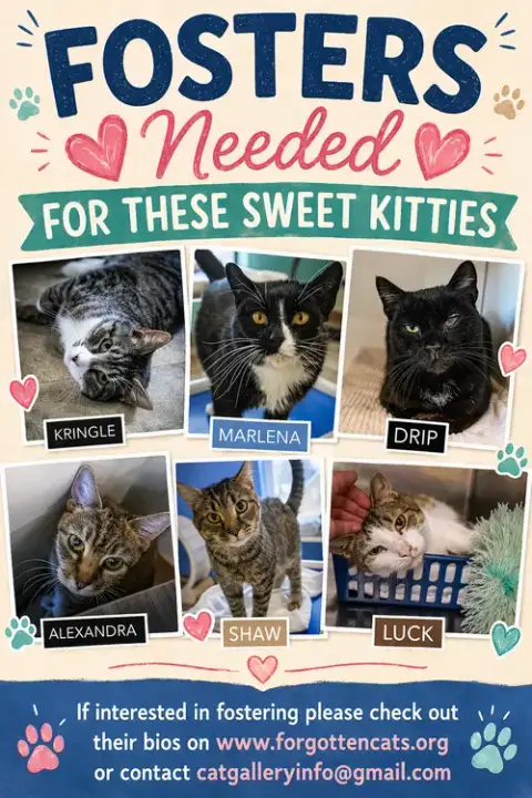 Fosters Needed For Special Cats