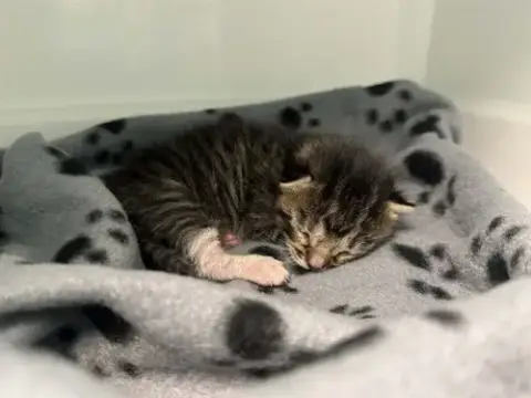 Leo