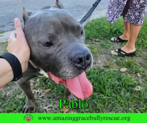 Pablo photo 2