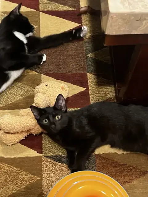 Courtesy Post: 4 Kittens photo 2