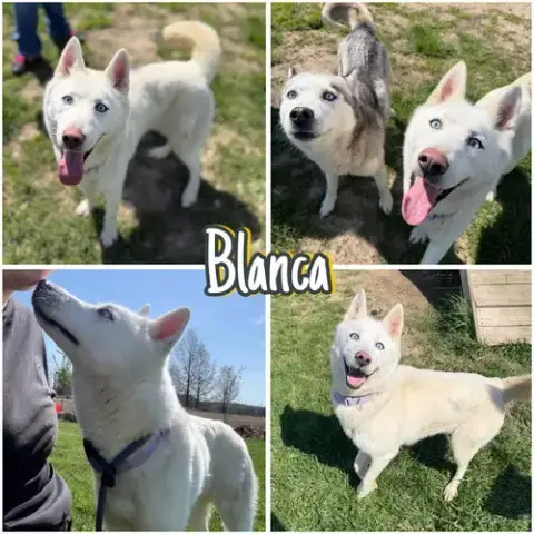 Blanca