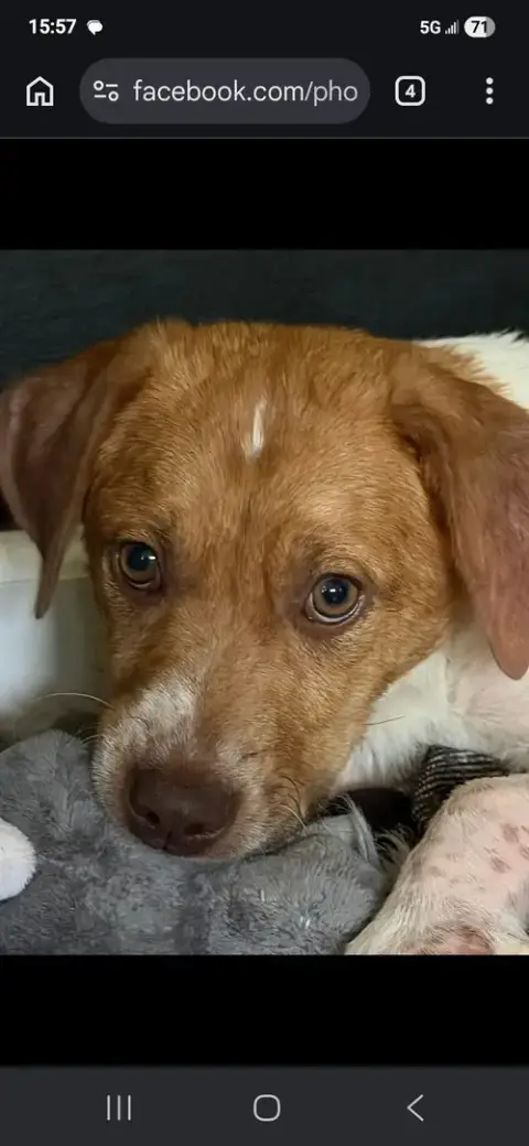 Puppy Milo photo 5