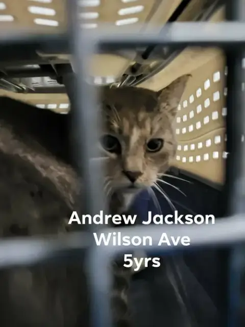 Andrew Jackson
