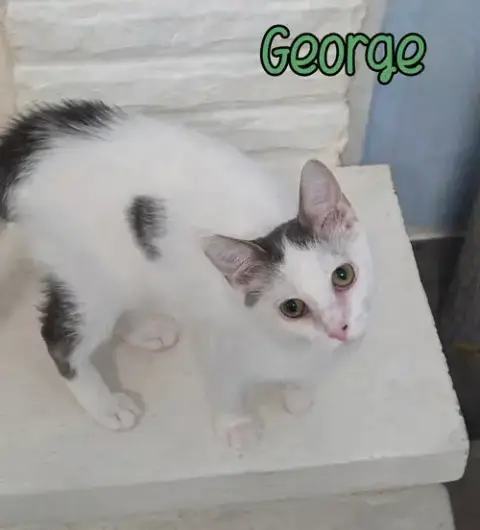 George photo 4