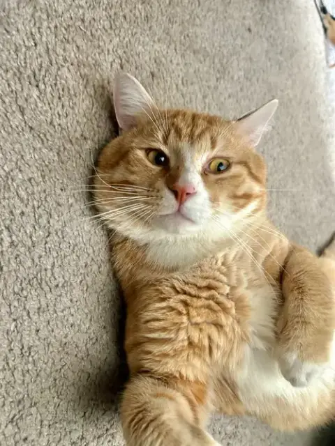 Simba photo 2
