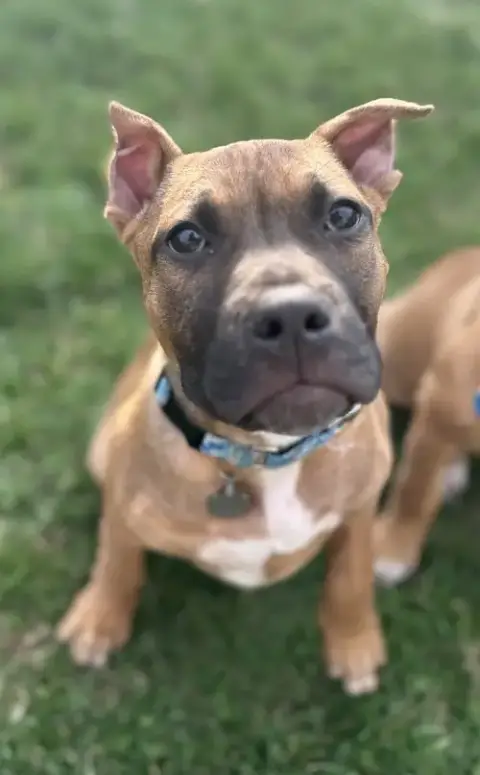 Fv Litter Lennox