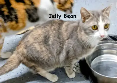 Jelly Bean
