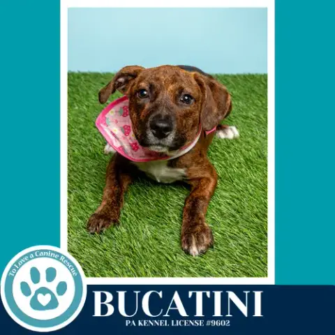 Bucatini photo 4
