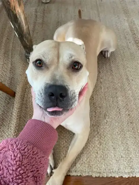 Daisy