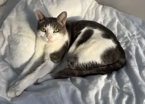 Cara