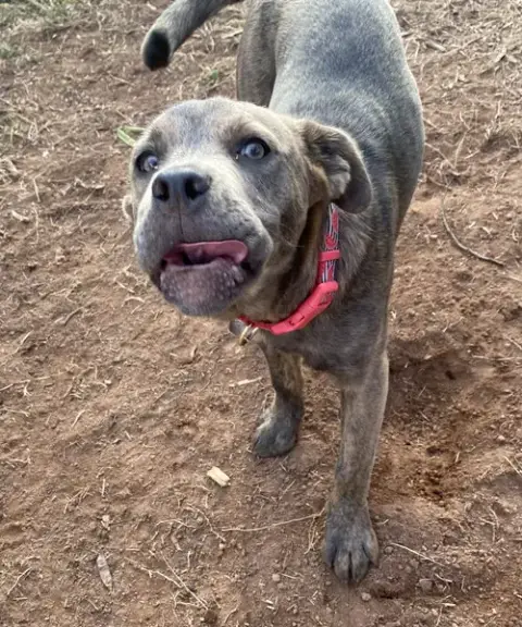Ruby photo 4