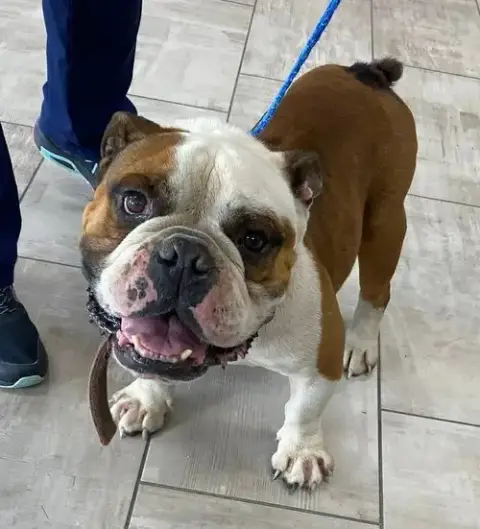 Winston