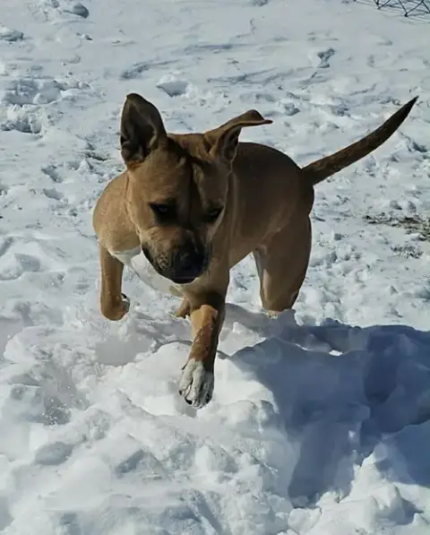Roxie photo 2