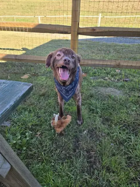 Brownie In Gloucester Va
