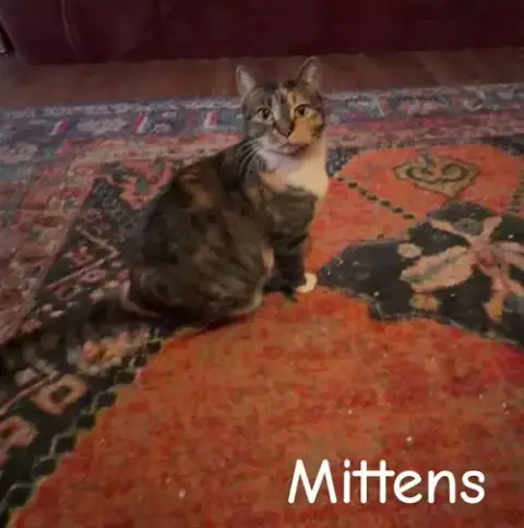 Mittens