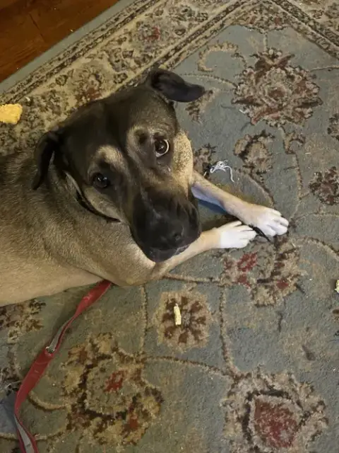 Daisy 2 photo 2