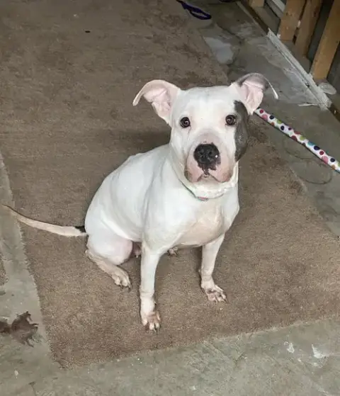 Blanca