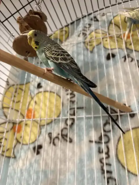 Parakeets photo 3
