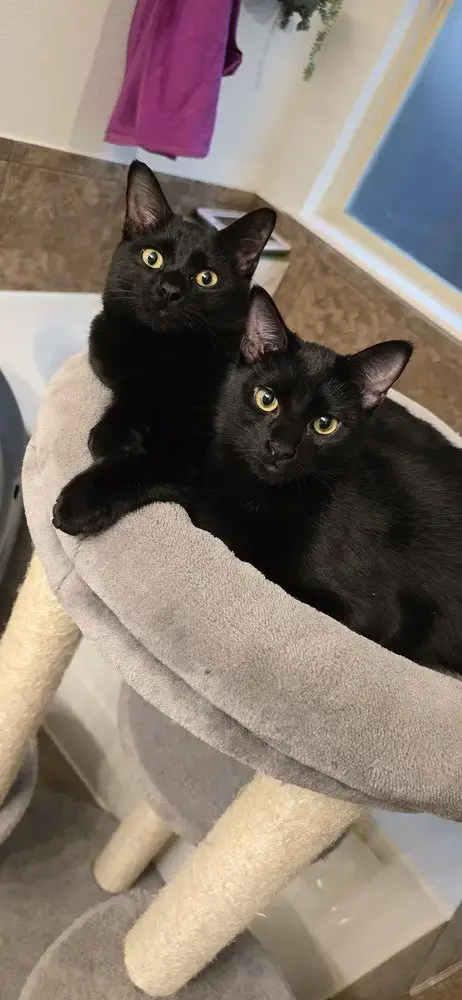 Panther