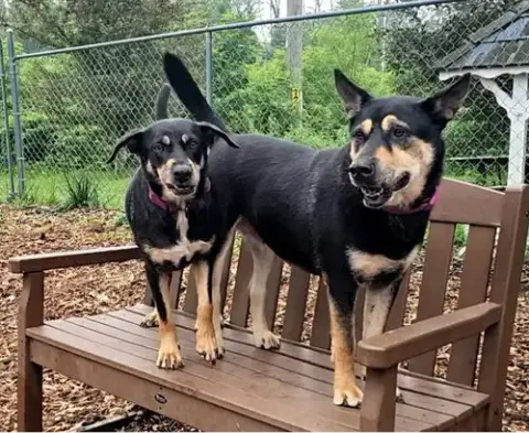 Susie And June Bug