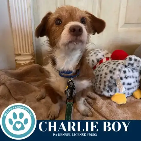 Charlie Boy 112225 photo 3