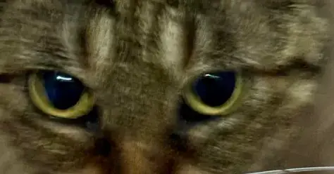 Tabbycat photo 2