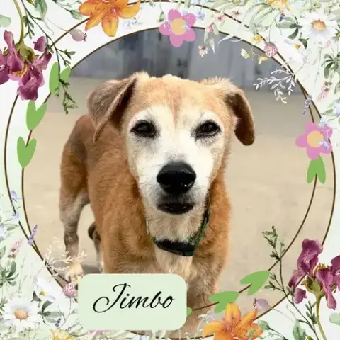 Jimbo