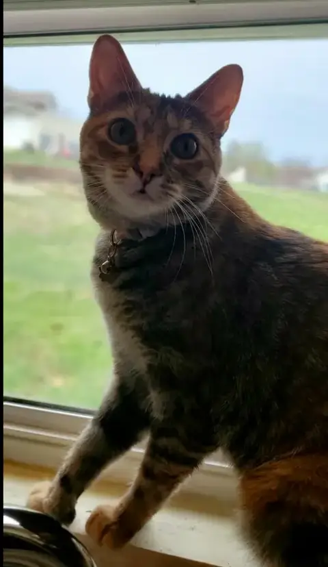 Thumbalina